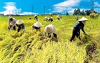 To improve the quality of the Vietnam Farmers' Association's operation in the new period