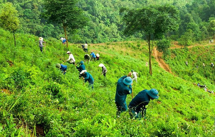 Regulations on rice aid for forest protection and development in Vietnam as of July 15, 2024