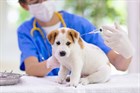 Tập trung tổ chức tiêm phòng vắc xin phòng bệnh cho đàn vật nuôi