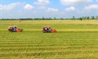 Proposal to Fine Up to 400 Million VND for Misuse of Rice Cultivation Land