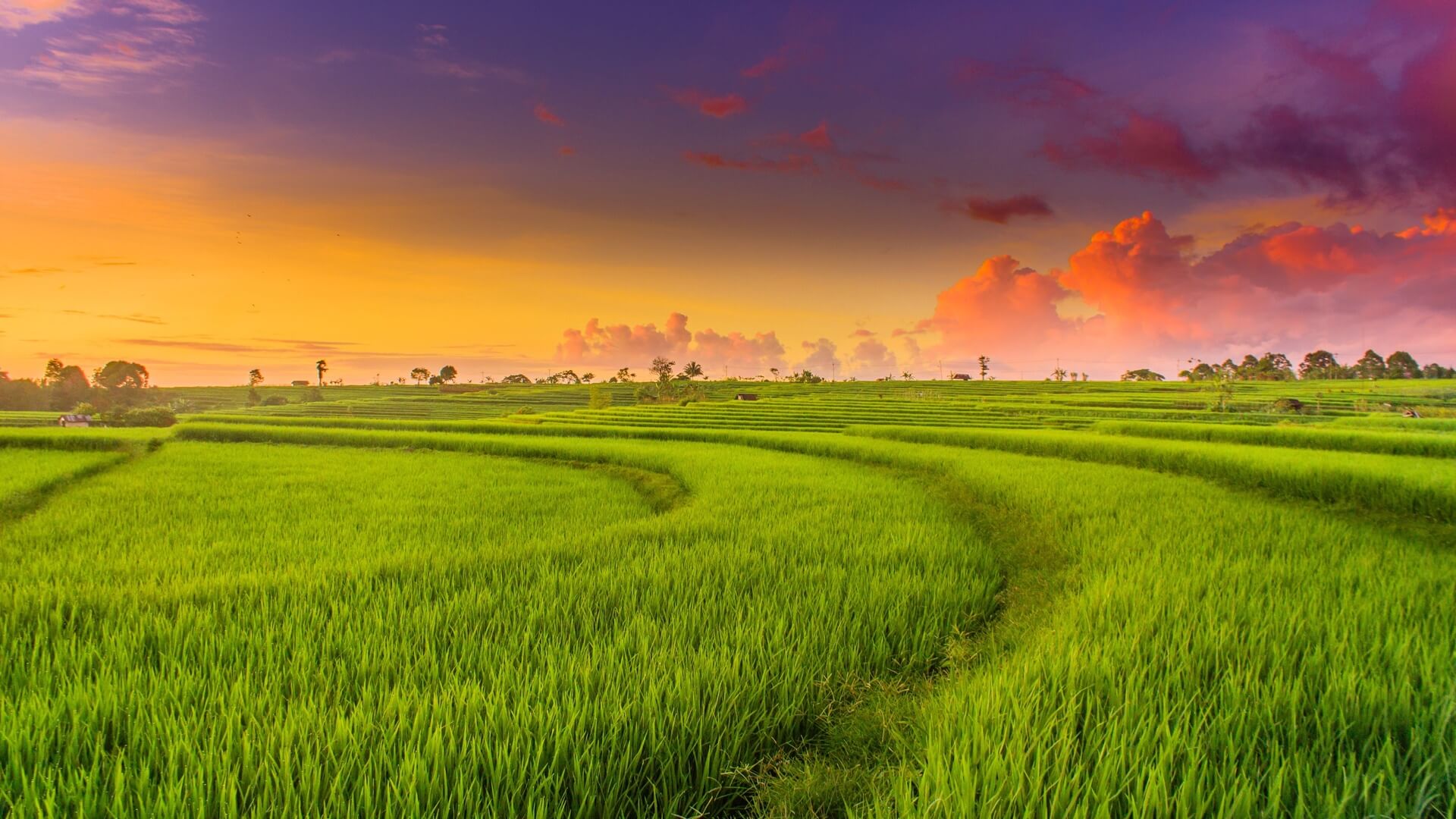 Further improvement of the draft Decree on land for rice cultivation in Vietnam 