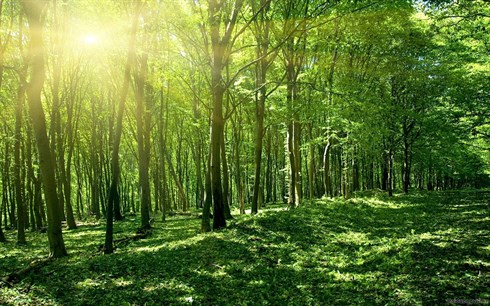 Amendments to regulations on the contents of plans for forest allocation, lease or repurposing in Vietnam