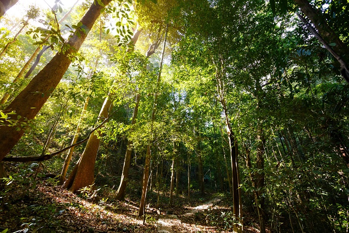 Hướng dẫn cho thuê môi trường rừng phòng hộ để kinh doanh dịch vụ du lịch sinh thái, giải trí