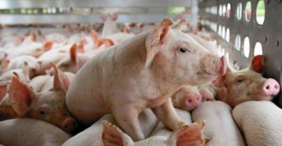 Chính sách khuyến khích xử lý chất thải chăn nuôi theo quy định mới nhất