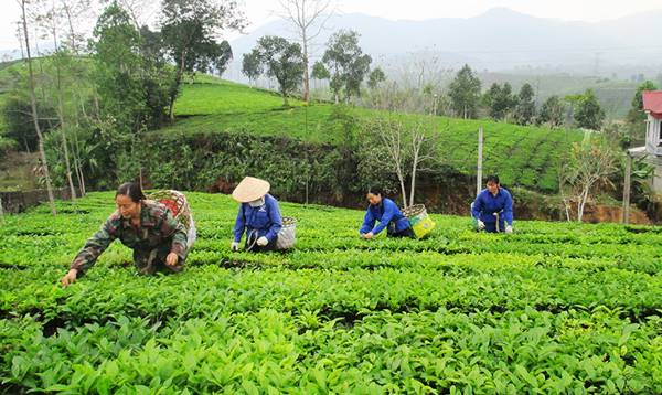 Thủ tục cấp lại Giấy chứng nhận đăng ký tổ hợp tác do bị mất, cháy, rách, nát hoặc bị tiêu hủy từ 13/8/2024