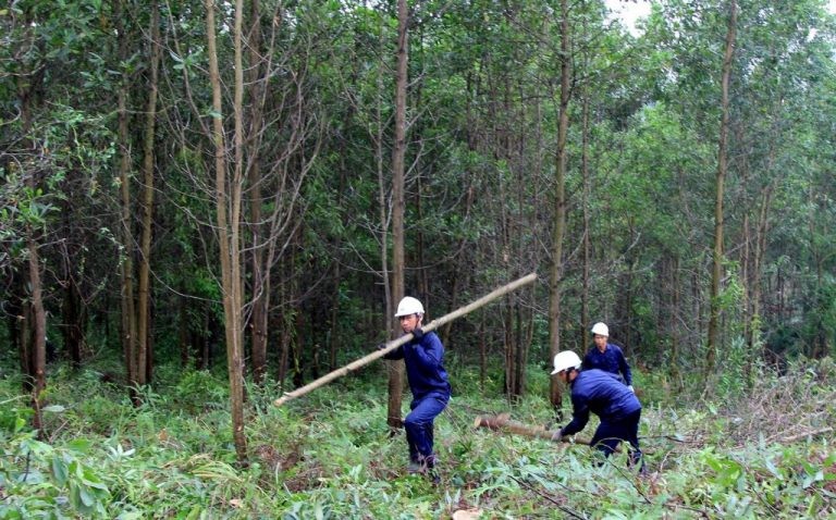 07 giải pháp Quy hoạch lâm nghiệp quốc gia thời kỳ 2021 - 2030