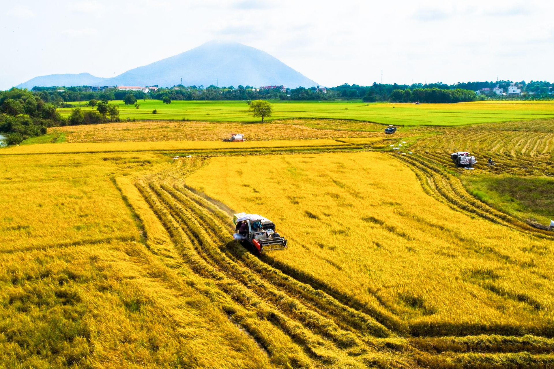 Regulations on amount of support for local rice production in Vietnam from 2025