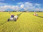 Policies for investment in development of infrastructure for high-quality rice cultivation planning areas in Vietnam