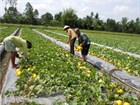 Procedure for the Conversion of Crop and Livestock Structure on Rice Cultivation Land