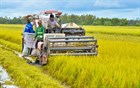 Procedure for remitting money to the state to supplement the area of specialized rice cultivation land lost or to increase the efficiency of utilizing rice cultivation land.