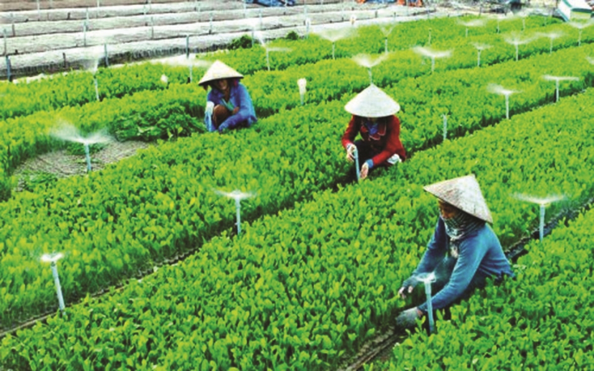 Guidance on classifying the scale of cooperatives in Vietnam from November 01, 2024