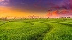 Issuance of 04 new administrative procedures related to rice cultivation land