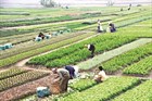 Limits on recognition of lan use right of Use self-reclaimed agricultural land in Hanoi, Vietnam