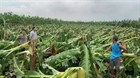 Prime Minister's instruction on implementing measures to quickly restore agricultural production after typhoon No. 3 in Vietnam