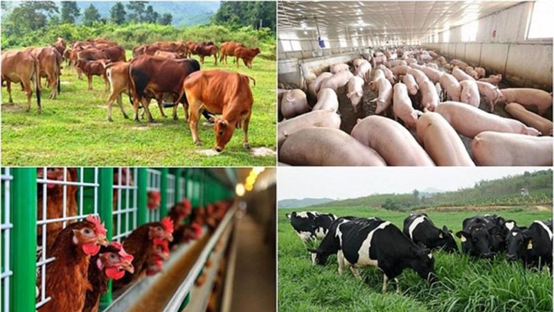 38 Internal procedures related to animal husbandry under the Management of the Ministry of Agriculture and Rural Development of Vietnam