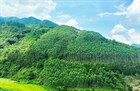 Newest procedures for liquidation of planted forest in Vietnam