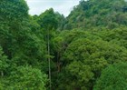 Newest guideline on management and use of revenue from planted forest liquidation in Vietnam