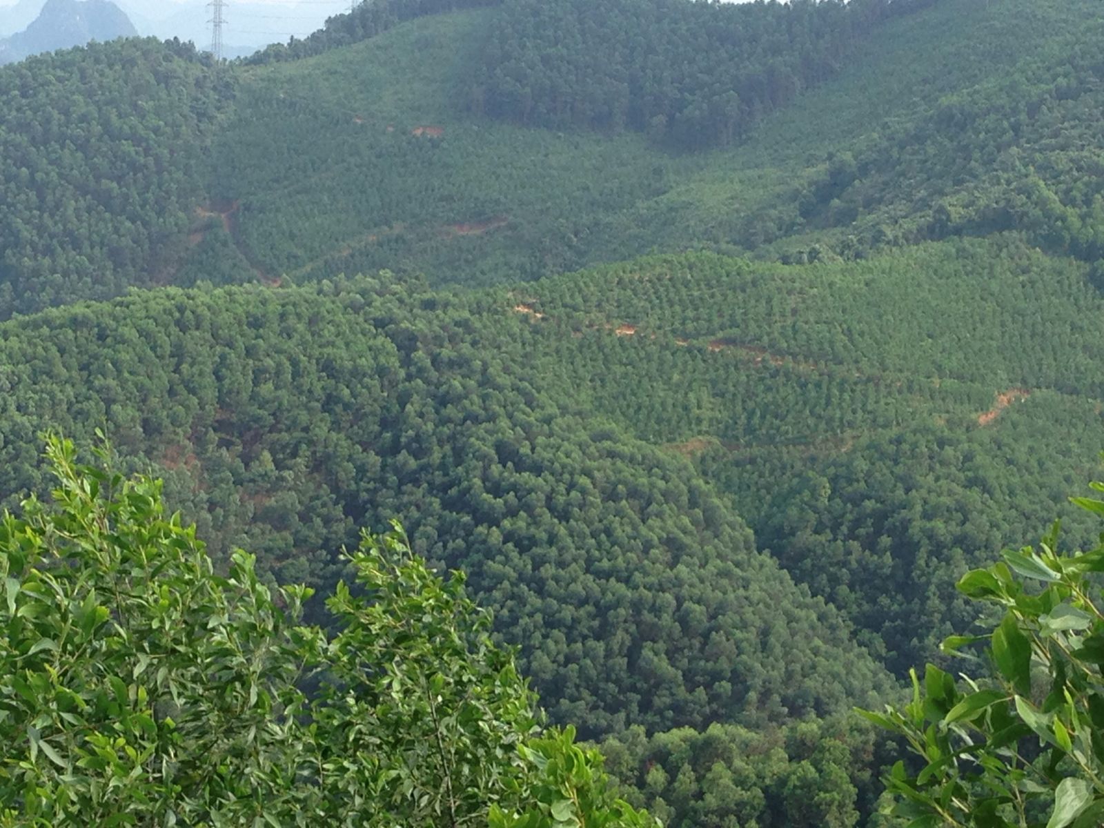 Procedures for liquidation of planted forests under jurisdiction of local authorities in Vietnam