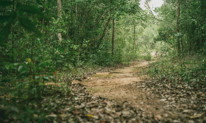 Procedures for Decision on forest leasing for households and individuals in Vietnam