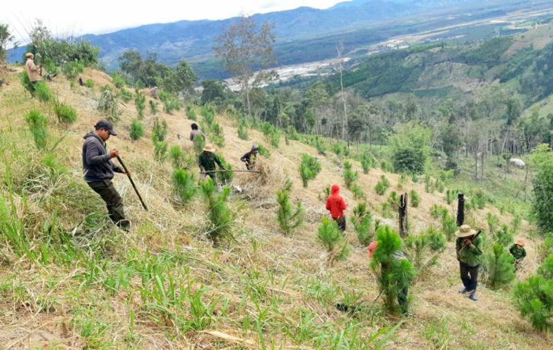 Procedures for approval of the Plan for replacement afforestation in cases where the project owner undertakes replacement afforestation independently in Vietnam