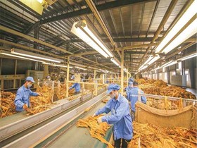 Lượng hạn ngạch thuế quan nhập khẩu thuốc lá nguyên liệu năm 2025