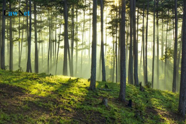 three-leaf pine forest