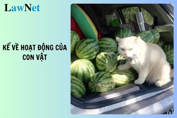 20+ viết đoạn văn kể về hoạt động của con vật ngắn gọn, hay nhất? Nội dung thực hành viết môn Tiếng Việt lớp 2 có gì?