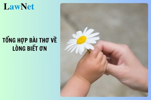 Tổng hợp 20+ bài thơ về lòng biết ơn cảm động, hay nhất? Giáo viên lớp 4 cần phải có hành vi ứng xử như thế nào?