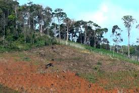 Mức phạt đối với hành vi lấn, chiếm rừng sản xuất có diện tích từ 15.000 m2 đến dưới 20.000 m2