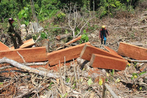 Mức phạt đối với hành vi khai thác 0,1 m3 gỗ rừng tự nhiên thuộc nhóm IIA?