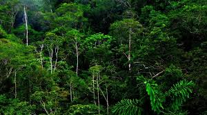 Nguyên tắc định giá rừng