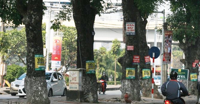 Mức phạt đối với hành vi treo biển quảng cáo vào cây xanh ở đường phố, công viên trái quy định