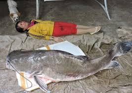 Đánh bắt trái phép 25kg cá Lăng Chấm bị phạt bao nhiêu tiền?