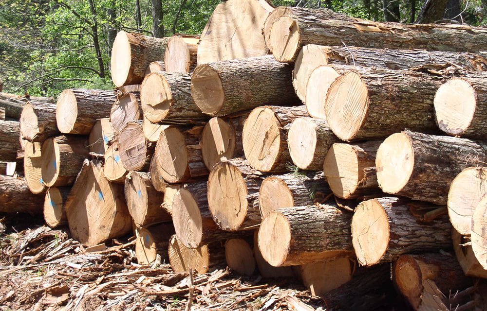Nhập khẩu gỗ Thông đỏ Nhật Bản về Việt Nam được không?