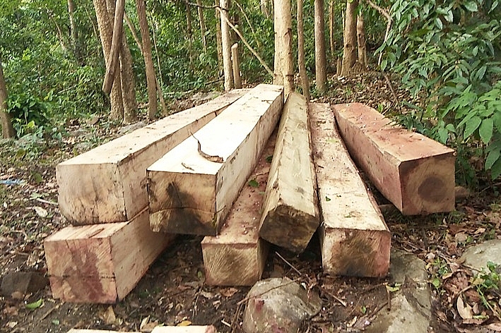 Mức phạt đối với hành vi khai thác 0,6 m3 gỗ rừng trồng thuộc nhóm IA?