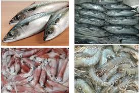 Điều tra, đánh giá nguồn lợi thủy sản và môi trường sống của loài thủy sản