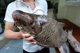 Đánh bắt trái phép 45 kg Cá Mõm Trâu bị phạt bao nhiêu tiền?
