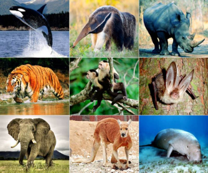 Vật chứng là động vật hoang dã chết thì xử lý thế nào? Giết động vật thuộc danh mục động vật rừng nguy cấp sẽ bị phạt ra sao?