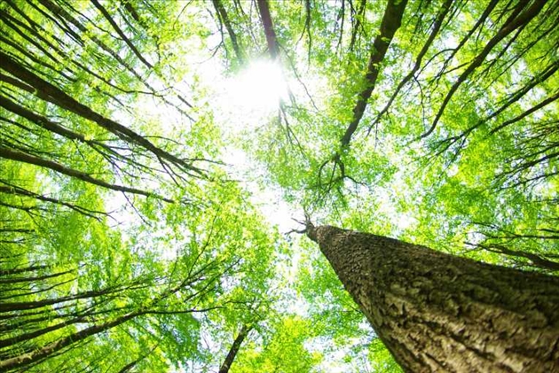 Kinh phí bảo vệ rừng được trích từ Quỹ bảo vệ và phát triển rừng cấp tỉnh năm 2017