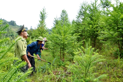 Xác định tiền điều phối từ Quỹ Bảo vệ và phát triển rừng Việt Nam cho Quỹ Bảo vệ và phát triển rừng cấp tỉnh năm 2018