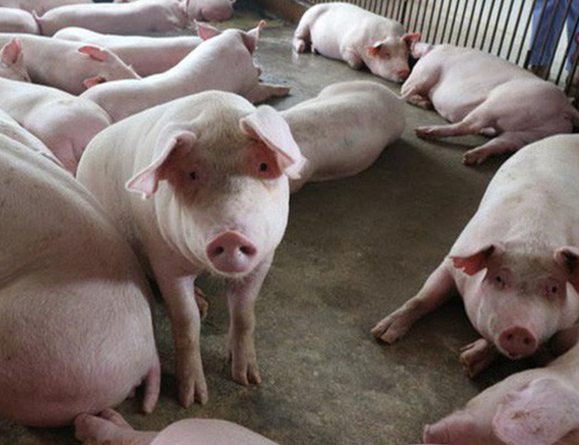 Chẩn đoán xét nghiệm bệnh Dịch tả lợn trong phòng chống dịch bệnh động vật trên cạn như thế nào?