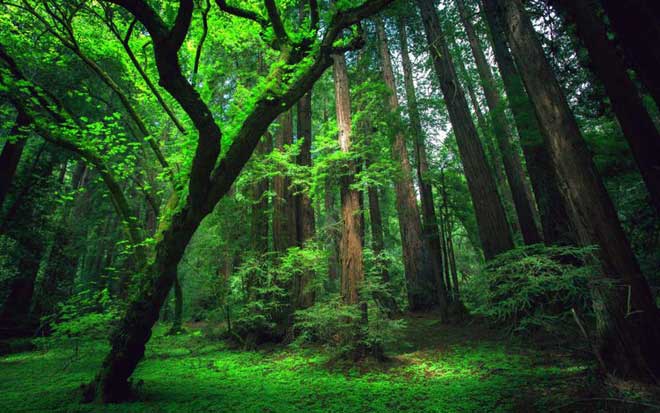 Theo quy định của pháp luật về lâm nghiệp thì rừng là gì?