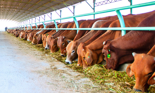 Chính sách hỗ trợ doanh nghiệp có dự án đầu tư cơ sở chăn nuôi bò sữa, bò thịt