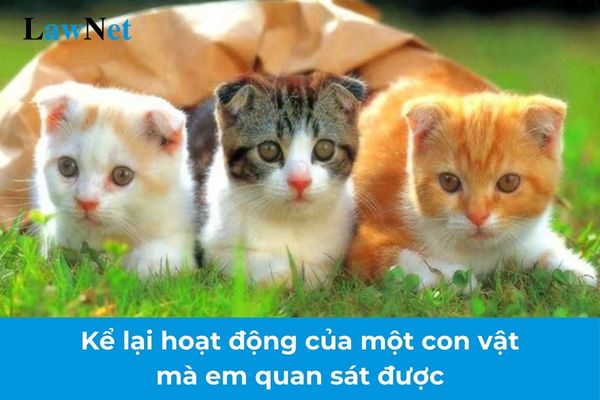 Mẫu viết đoạn văn ngắn kể lại hoạt động của một con vật mà em quan sát được lớp 2? Học sinh lớp 2 được học viết các đoạn văn nào?