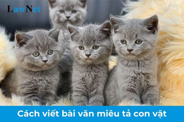 Cách viết bài văn miêu tả con vật lớp 4? Yêu cầu cần đạt về khả năng đọc hiểu văn bản văn học của học sinh lớp 4?