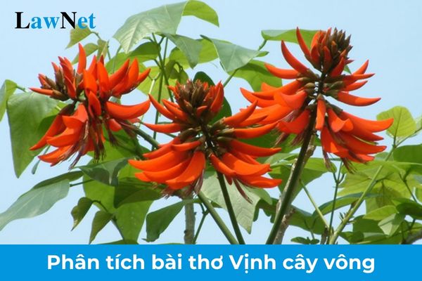 Mẫu phân tích bài thơ Vịnh cây vông lớp 8? Hình thức đánh giá bằng điểm số đối với các môn học của học sinh lớp 8 ra sao?