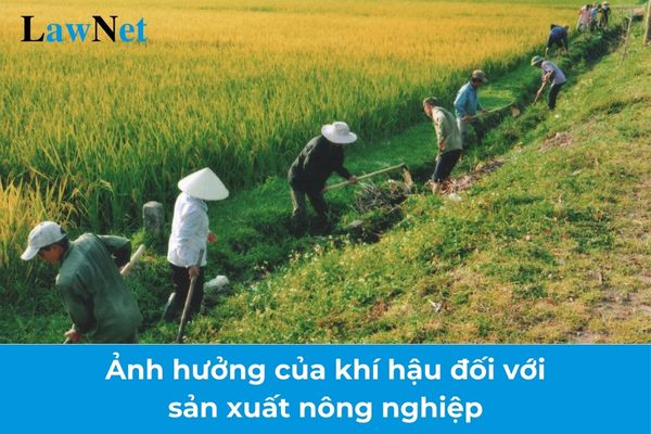 Phân tích tác động của nhiệt độ so với phát hành nông nghiệp nước ta? Trách nhiệm của nhà giáo công ty nhiệm cung cấp trung học tập hạ tầng là gì?