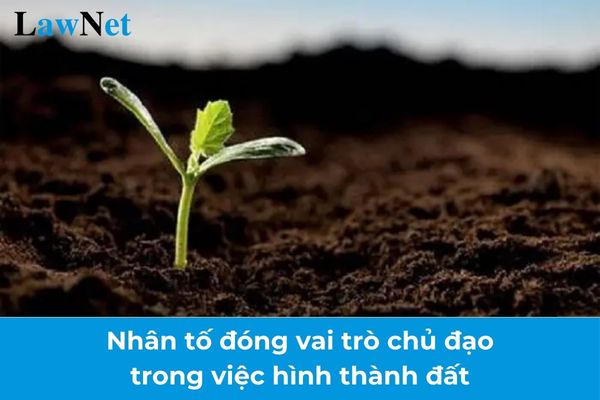 Nhân tố đóng vai trò chủ đạo trong việc hình thành đất là gì? Yêu cầu cần đạt được trong nội dung sinh quyển môn Địa lí lớp 10?