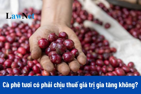 Cà phê tươi có phải là đối tượng chịu thuế giá trị gia tăng không?