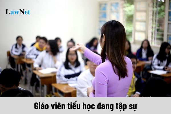 Giáo viên tiểu học đang tập sự thì có được giảm tiết dạy không?